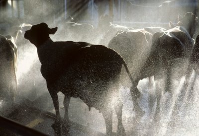 Las vacas lecheras se lavan en una ducha antes de ser ordeñadas en el kibbutz Yotvata,... de Nathan Benn