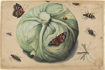 Cabeza de Col con Insectos de Netherlandish 17th Century