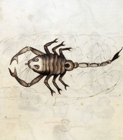 Sloane 3983. Folio No: 23 El signo zodiacal Escorpio (vitela) de Netherlandish School