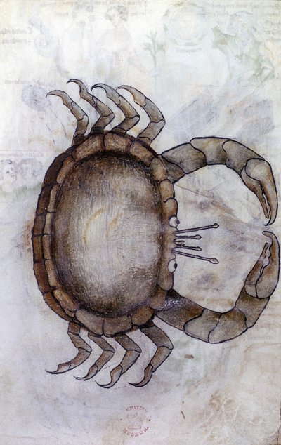 Sloane 3983 f.14v, Un cangrejo, signo zodiacal de Cáncer de Netherlandish School