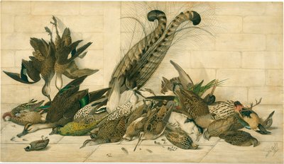 sin título (Aves de caza australianas) de Neville Cayley