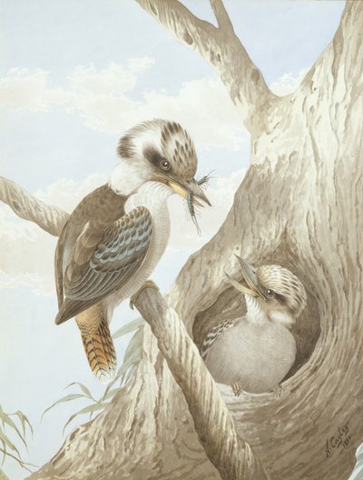 Kookaburras alimentándose en un nido en un árbol, 1892 de Neville HP Cayley