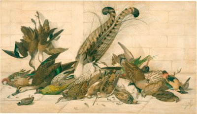 sin título (Aves de caza australianas) de Neville Henry Cayley