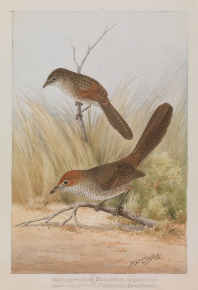 Pájaro de laca de pico largo de Neville William Cayley