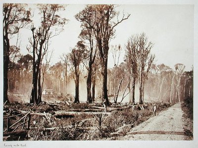 Bosque de Setenta Millas de New Zealander Photographer