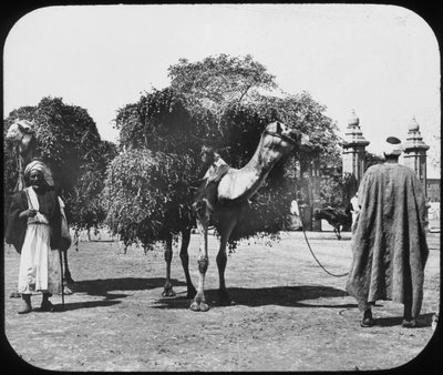 Camellos transportando forraje, Egipto, c1890 de Newton and Co