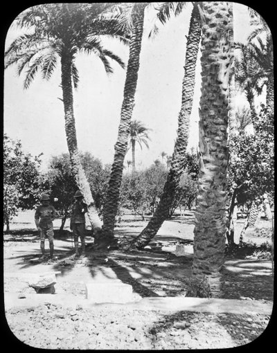 Jardín del General Gordon, Jartum, Sudán, c1890 de Newton and Co