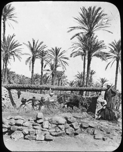 Rueda de agua, Egipto, c1890 de Newton and Co