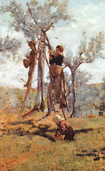 La recolección de la aceituna, hacia 1892 (óleo sobre lienzo) de Niccolo Cannicci