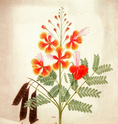 Estudio floral, c.1840 (acuarela) de Nicholas Tomlinson