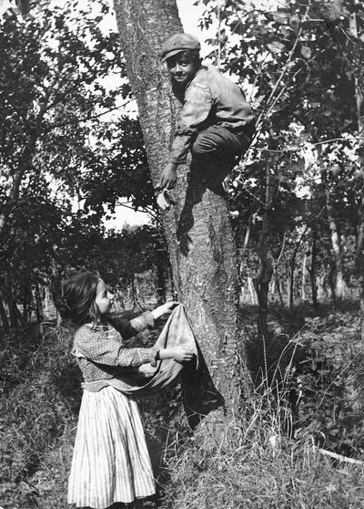Un niño subido a un árbol frutal recoge fruta para una niña, Molise de Nicola Biondi