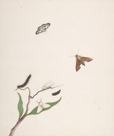 Una oruga y dos polillas en una rama y dos mariposas, principios-mediados del siglo XVIII de Nicolaas Struyk