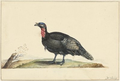 Pájaro con plumas negras y buche rojo, de pie, mirando hacia la izquierda. de Nicolaas Struyk