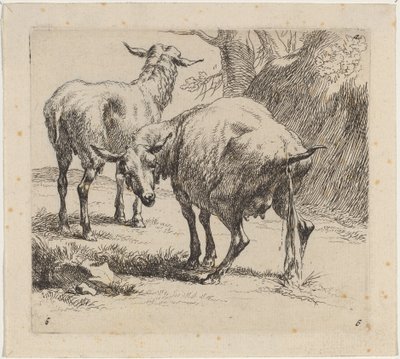 Dos ovejas, una orinando de Nicolaes Berchem