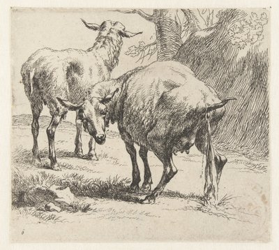 Pissende ooi en een schaap Schapen (título de la serie) Animales dibujados a la vida e impresos con agua para un aire fuerte por Studio and Art of Nicolai Berchem (título de la serie) de Nicolaes Pietersz Berchem