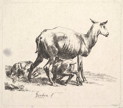 Oveja con cordero amamantando de Nicolaes Pietersz. Berchem