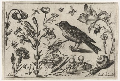 Flores, un caracol y un pájaro. Pájaros, flores, insectos, etc. (título de la serie) de Nicolaes de Bruyn (possibly)