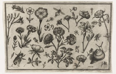 Flores, una mosca y un caracol. Pájaros, flores, insectos, etc. (título de la serie) de Nicolaes de Bruyn (possibly)