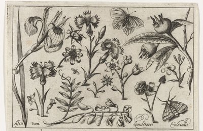 flores y mariposas Pájaros, flores, insectos, etc. (título de la serie) de Nicolaes de Bruyn (possibly)