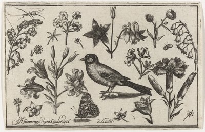 Flores, mariposa y un pájaro. Pájaros, flores, insectos, etc. (título de la serie) de Nicolaes de Bruyn (possibly)