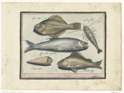 Platija, camarones, eperlanos y pos. Libelivs miscelánea Genera piscium complectens (título de la serie) Peces de agua dulce, peces marinos, ranas, crustáceos y criaturas marinas (título de la serie) de Nicolaes de Bruyn