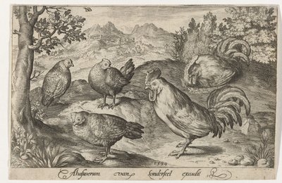 Tres gallinas y dos gallos
Aves e insectos (título de la serie) de Nicolaes de Bruyn