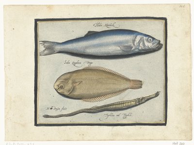 Arenque, lenguado y pez pipa Libelivs miscelánea Genera piscium complectens (título de la serie) Peces de agua dulce, peces marinos, ranas, crustáceos y criaturas marinas (título de la serie) de Nicolaes de Bruyn