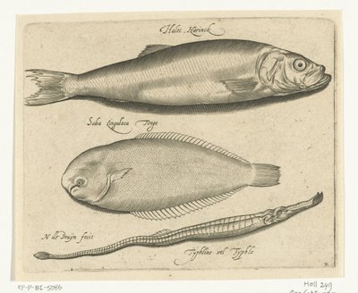 Arenque, lenguado y pez pipa Libelivs miscelánea Genera piscium complectens (título de la serie) Peces de agua dulce, peces marinos, ranas, crustáceos y criaturas marinas (título de la serie) de Nicolaes de Bruyn
