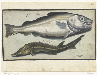 Bacalao y esturión Libelivs miscelánea Genera piscium complectens (título de la serie) Peces de agua dulce, peces marinos, ranas, crustáceos y criaturas marinas (título de la serie) de Nicolaes de Bruyn