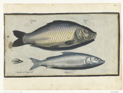 Carpa y Houting Libelivs miscelánea Genera piscium complectens (título de la serie) Peces de agua dulce, peces marinos, ranas, crustáceos y criaturas marinas (título de la serie) de Nicolaes de Bruyn