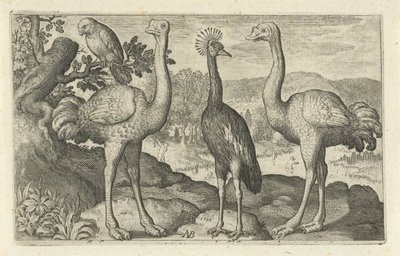 Grulla coronada entre dos avestruces Pájaros e insectos (título de la serie) de Nicolaes de Bruyn