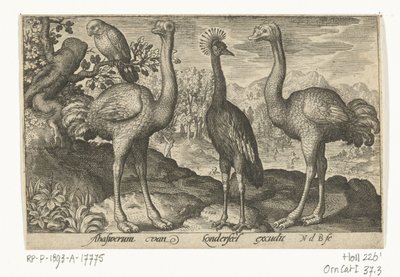 Grulla coronada entre dos avestruces Pájaros e insectos (título de la serie) de Nicolaes de Bruyn