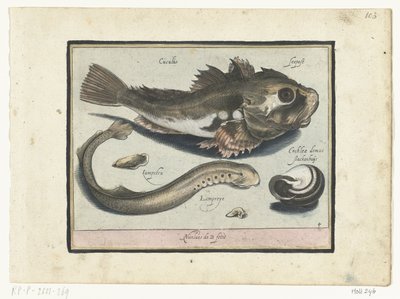 Casa de poones, pinchazos y caracoles Libelivs miscelánea Genera piscium complectens (título de la serie) Peces de agua dulce, peces marinos, ranas, crustáceos y criaturas marinas (título de la serie) de Nicolaes de Bruyn