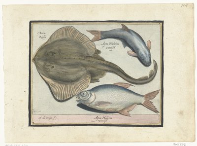 Raya, dorada y pescado blanco Libelivs miscelánea Genera piscium complectens (título de la serie) Peces de agua dulce, peces marinos, ranas, crustáceos y criaturas marinas (título de la serie) de Nicolaes de Bruyn