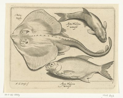 Raya, dorada y pescado blanco Libelivs miscelánea Genera piscium complectens (título de la serie) Peces de agua dulce, peces marinos, ranas, crustáceos y criaturas marinas (título de la serie) de Nicolaes de Bruyn