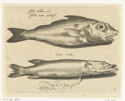 Abadejo y lucio Libelivs miscelánea Genera piscium complectens (título de la serie) Peces de agua dulce, peces marinos, ranas, crustáceos y criaturas marinas (título de la serie) de Nicolaes de Bruyn