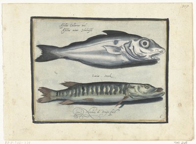 Abadejo y lucio Libelivs miscelánea Genera piscium complectens (título de la serie) Peces de agua dulce, peces marinos, ranas, crustáceos y criaturas marinas (título de la serie) de Nicolaes de Bruyn