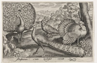 Dos pavos reales y pavo Pájaros e insectos (título de la serie) de Nicolaes de Bruyn