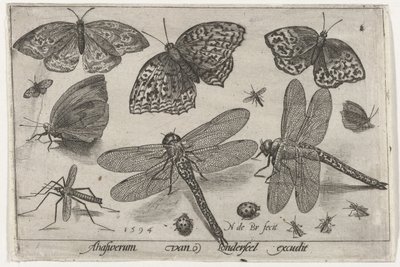 mariposas y libélulas Pájaros e insectos (título de la serie) de Nicolaes de Bruyn