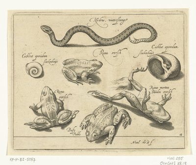Serpiente de agua, ranas y sapos Libelivs miscelánea Genera piscium complectens (título de la serie) Peces de agua dulce, peces marinos, ranas, crustáceos y criaturas marinas (título de la serie) de Nicolaes de Bruyn