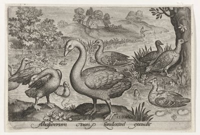 Cisnes y gansos y patos junto al agua Pájaros e insectos (título de la serie) de Nicolaes de Bruyn
