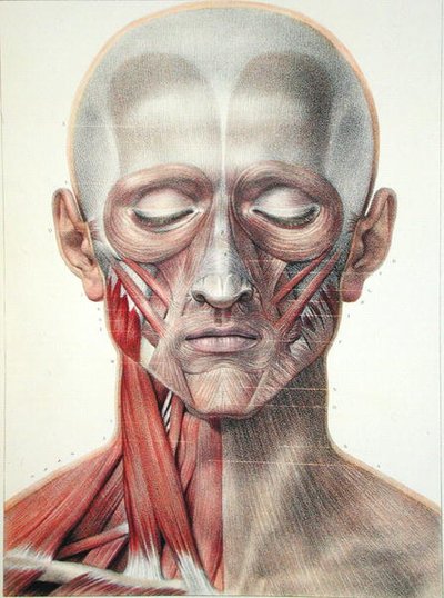 Musculatura de la cara, lámina de 
