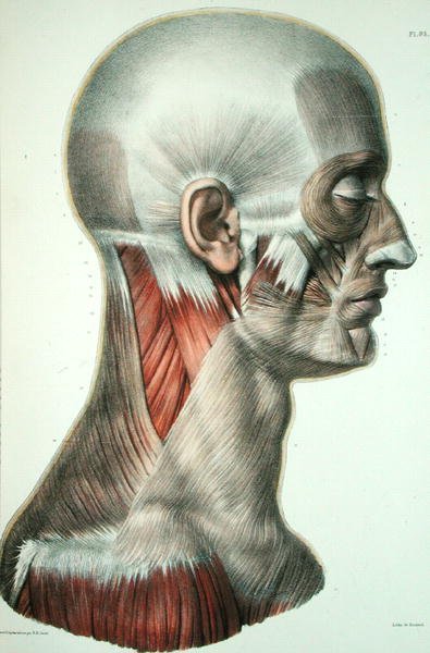Musculatura de la cara, lámina de 
