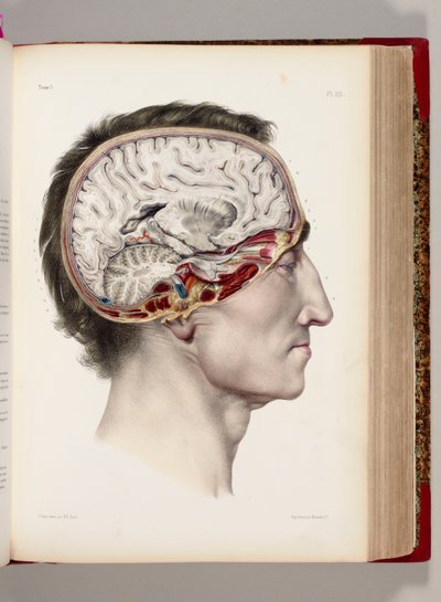 Litografía coloreada a mano de una cabeza disecada en perfil mostrando el cerebro, de "Traite Complet de l