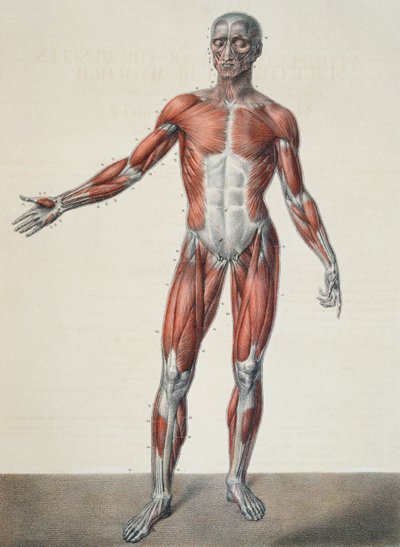 Anatomía del cuerpo humano, de 