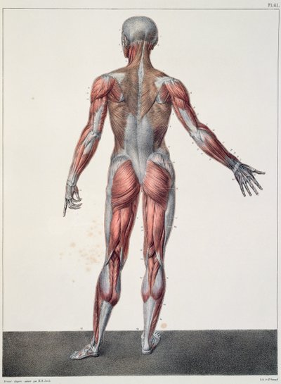 Anatomía del cuerpo humano, de 