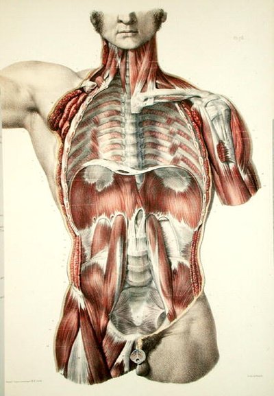 Torso desollado, lámina de 