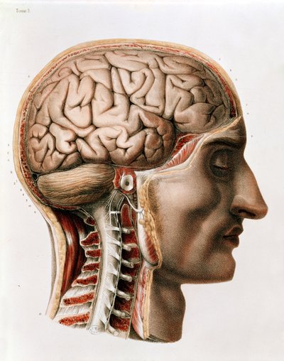 El cerebro, lámina de 