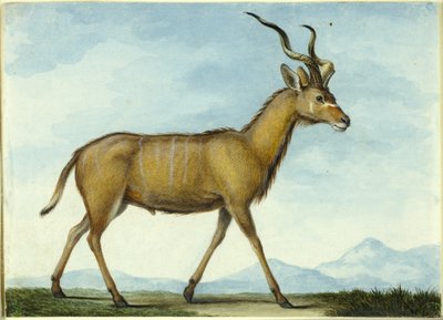 Un Kudu de Nicolas Hüet the Younger