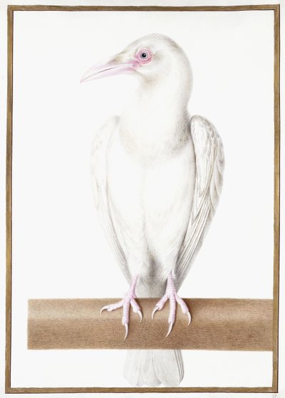 Cuervo albino de Nicolas Robert